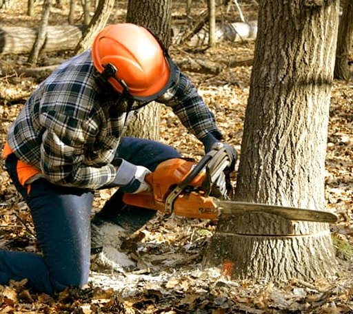 Tree Removal in Harlem, MT